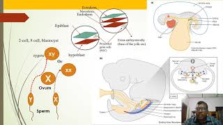 Primordial Germ Cells PGCs Production And Migration [upl. by Odyssey]