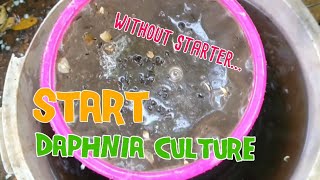 How to culture daphnia moina the easy way 1  Starting the Daphnia culture [upl. by Gabi]