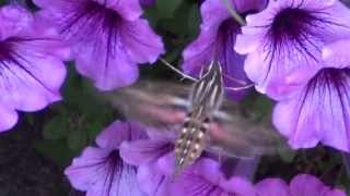 Hummingbird Hawk Moth [upl. by Akiram]