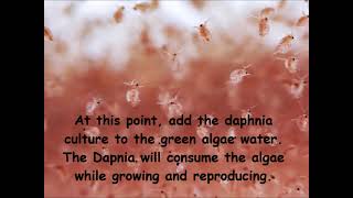 Daphnia  How to grow daphnia in your home [upl. by Lierbag]