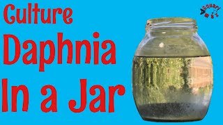 How to Culture Daphnia in a Jar [upl. by Patton]