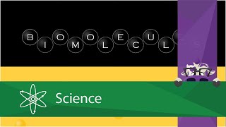 Biomolecules  The Lipids [upl. by Analos550]