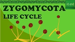 ZYGOMYCOTA LIFE CYCLE biology fungi division lifecycle [upl. by Ahsiekat]