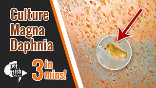 How to culture DAPHNIA MAGNA  The easy way [upl. by Feinleib]