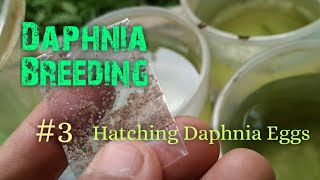 Daphnia Culture made simple and easy 3  Hatching Daphnia eggs [upl. by Hoy279]