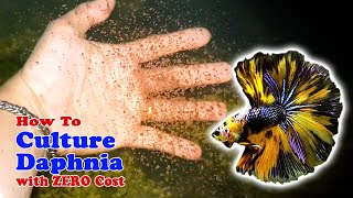 How to Culture Daphnia with ZERO Cost  Unlimited Live Food For Our Fish [upl. by Ennairek828]