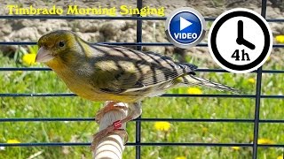 Canary Bird Singing  Timbrado training video [upl. by Peppi]