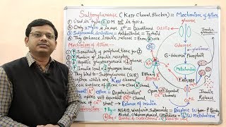 Diabetes Mellitus Part10 Mechanism of Action of Sulfonylurease  Antidiabetic Drugs  Diabetes [upl. by Renae848]