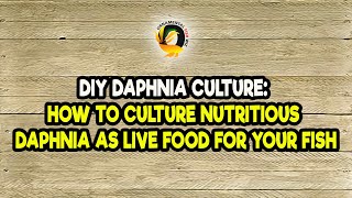 DIY Daphnia Culture How to Culture Nutritious Daphnia as Live Food for Your Fish [upl. by Mouldon416]