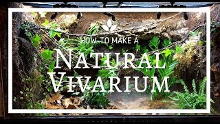 How to build a Natural Vivarium From Scratch [upl. by Merp]