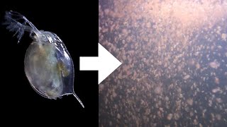 How I Culture Daphnia [upl. by Aicenat]