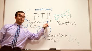 Parathyroid Hormone PTH  a simple Mnemonic [upl. by Haeckel147]