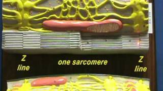 Sarcomere Model Sarcomere Structure [upl. by Silin96]