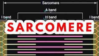 SARCOMERE  MUSCLE PHYSIOLOGY [upl. by Ellebana]