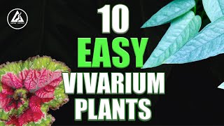 Top 10 beginner VIVARIUM plants [upl. by Enimajneb]