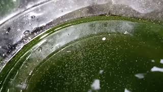 DAPHNIA MOINA CULTURE IN A SMALL BUCKET [upl. by Neerual609]