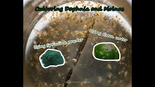 How To Culture Daphnia and Moinas using Green Water Spirulina powder [upl. by Eatnod]