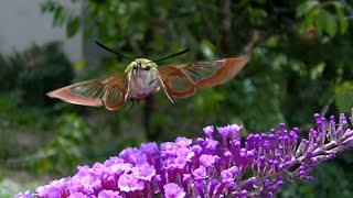 Sphinx colibri [upl. by Fredericka]