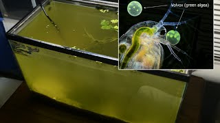 Raising Daphnia for the Freshwater Aquarium [upl. by Ahpla]