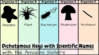 Dichotomous Keys Identification Achievement Unlocked [upl. by Nylaras]