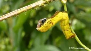 Snake caterpillar [upl. by Llegna]