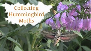 Collecting Hummingbird Moths [upl. by Oyr80]