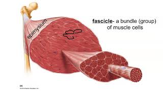 Layers of Connective Tissue in Skeletal Muscle [upl. by Mahan]