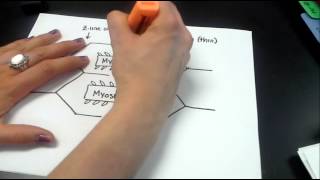 Drawing a sarcomere [upl. by Huntingdon619]