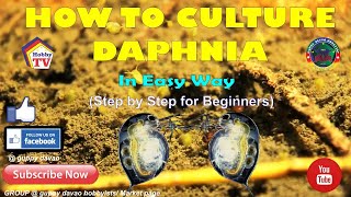 HOW TO CULTURE DAPHNIA In Easy Way [upl. by Lohman]