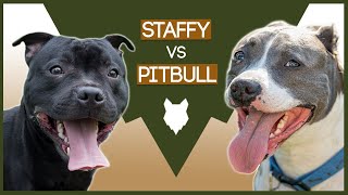 STAFFORDSHIRE BULL TERRIER VS PITBULL [upl. by Sherr567]