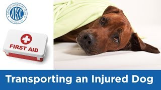 Transporting an Injured Dog  Vet Tips with Dr Klein [upl. by Ardeen590]