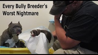 Every American Bully Breeders Worst Nightmare  Raw Reality Of Delivering Puppies [upl. by Proctor374]